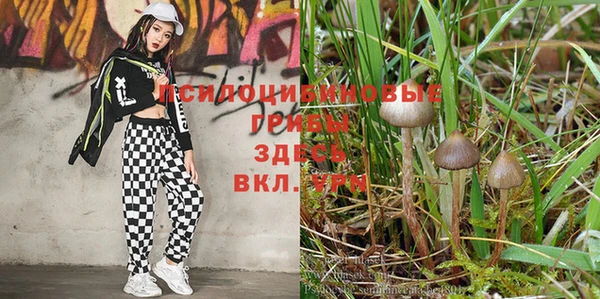 дживик Аркадак
